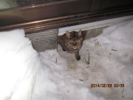 雪の積もる飯館村で暮らす猫