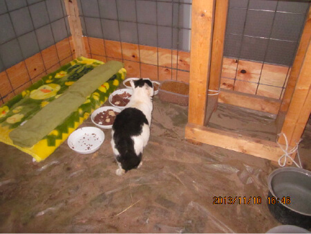給餌・防寒小屋の内で過ごす猫