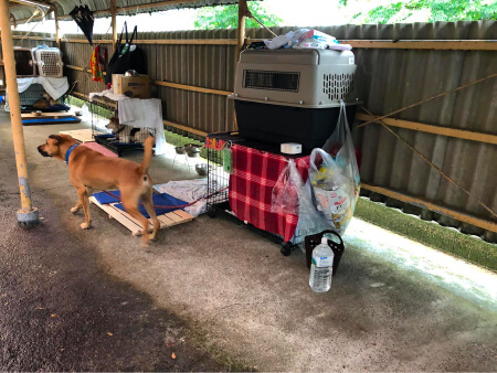熊本豪雨災害での避難所の様子（同伴避難所屋外）