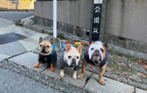 台風での5日間停電を乗り越えて。3頭の愛犬を守る「クレートトレーニング」と「ダブルリード」の備え